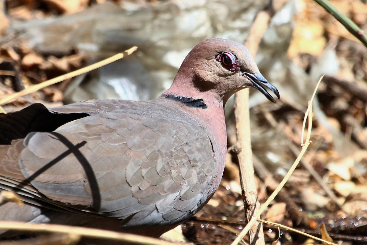 Red-eyed Dove - ML84613141