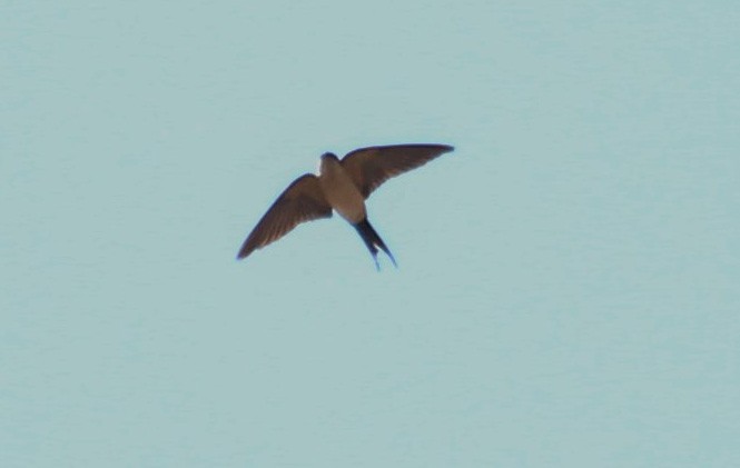 Red-rumped Swallow - ML84613941