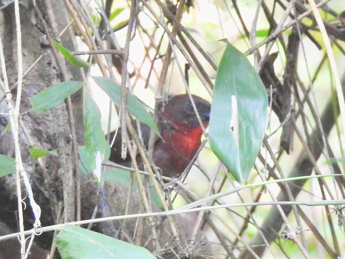 Red-throated Ant-Tanager - ML84614031