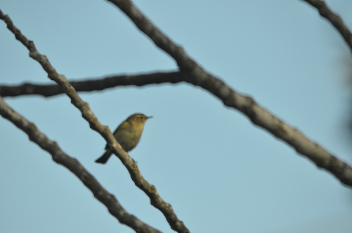 eBird Checklist - 4 Feb 2018 - gush etzion - 6 species (+1 other taxa)