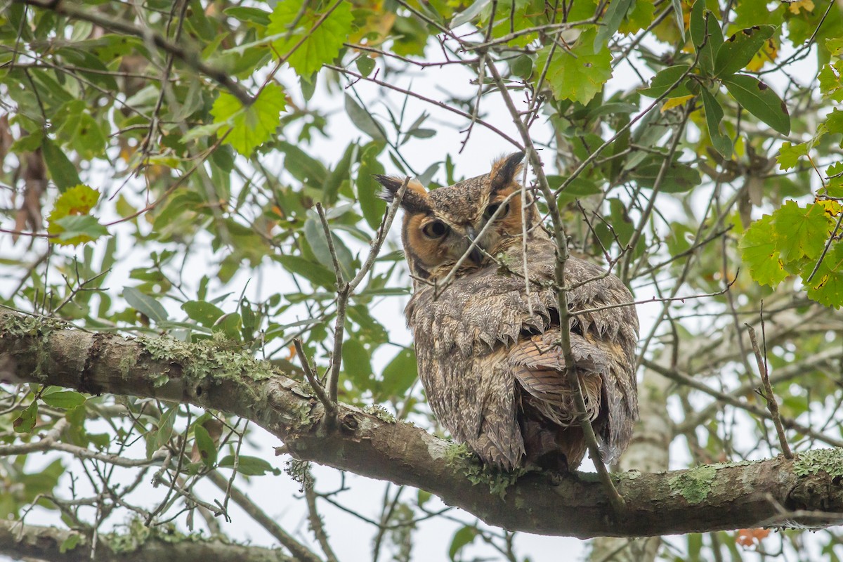Great Horned Owl - ML84616531