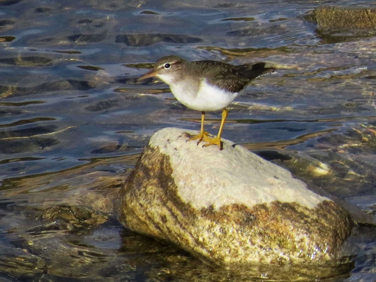 Spotted Sandpiper - Kathryn McGiffen