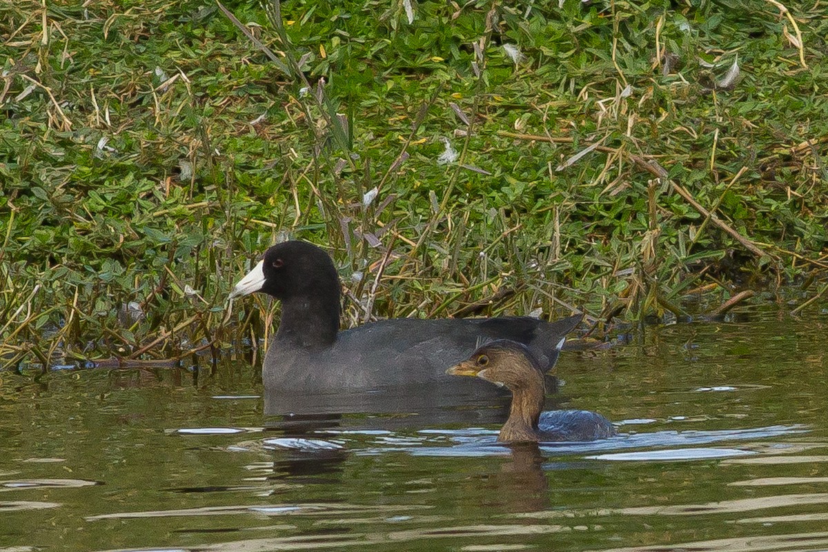American Coot (Red-shielded) - ML84617211