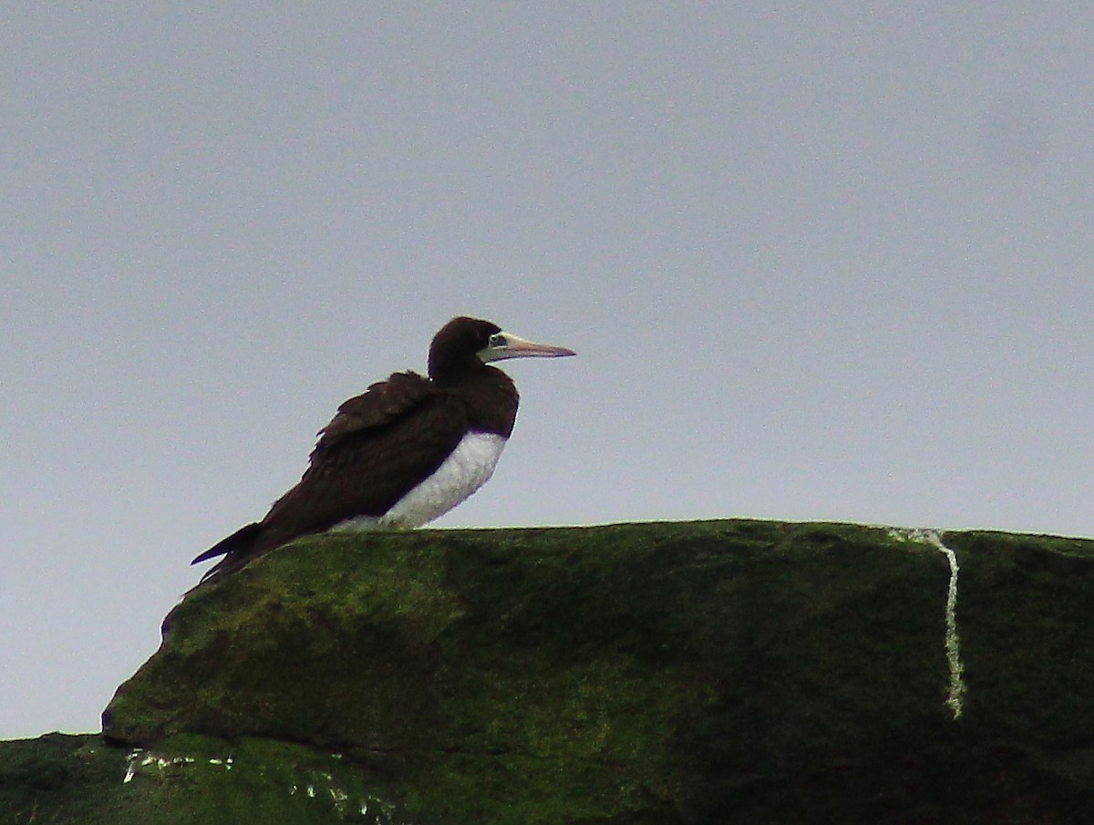 Brown Booby - ML84618931