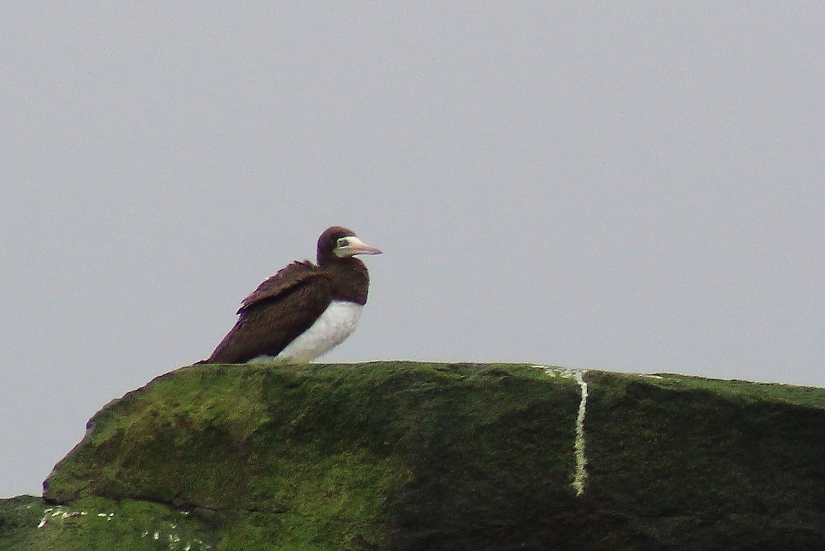 Brown Booby - ML84618951