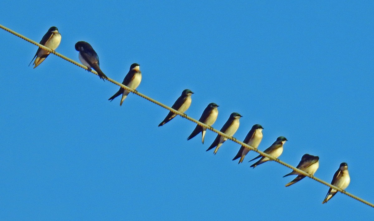 Tree Swallow - Jim Scott