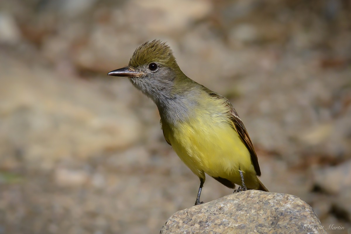 Great Crested Flycatcher - ML84621381