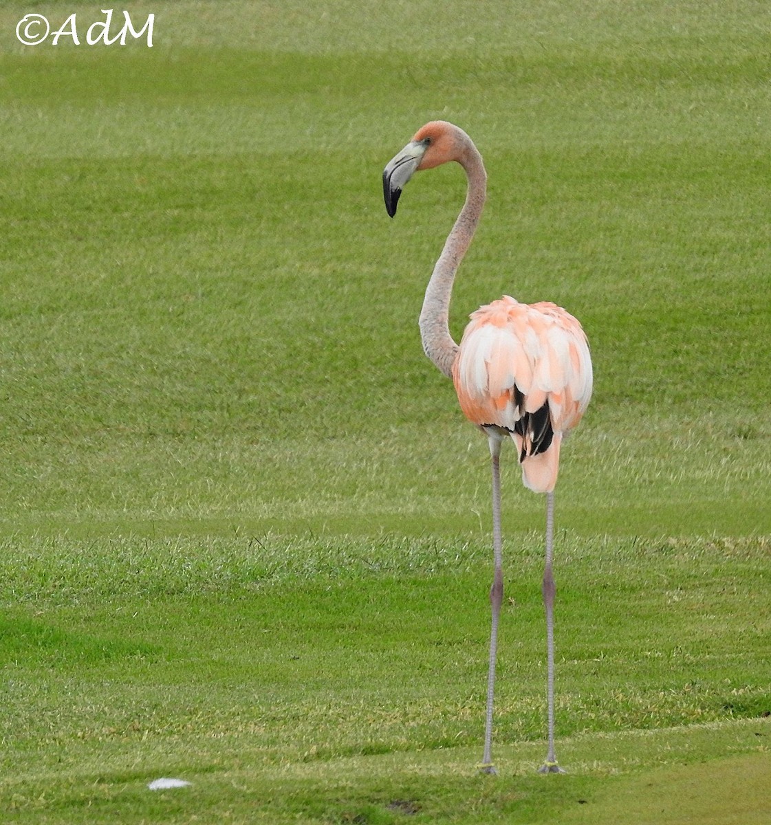 American Flamingo - Anita de Moulin