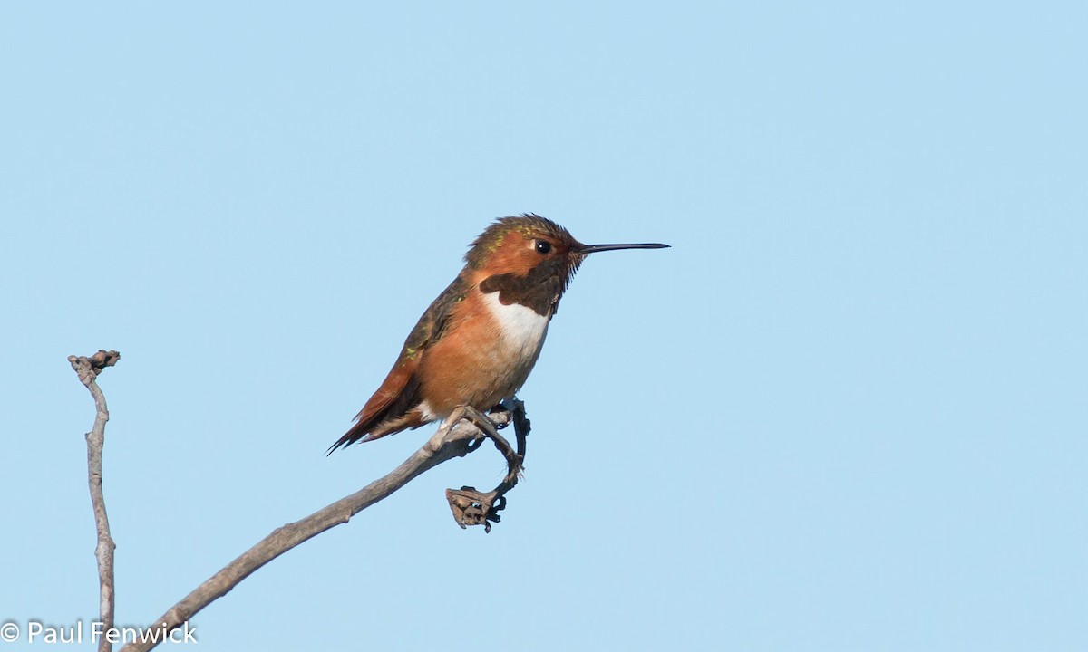 Allen's Hummingbird - ML84623831
