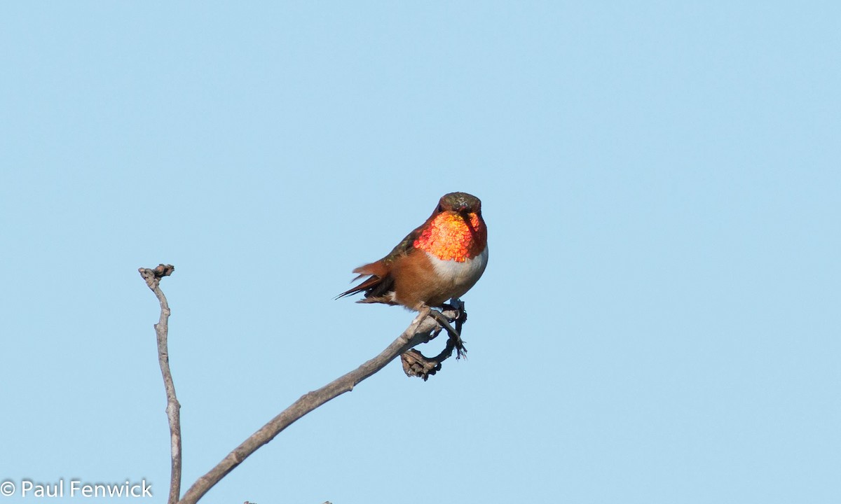 Allen's Hummingbird - Paul Fenwick