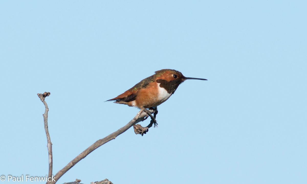 Allen's Hummingbird - ML84623851