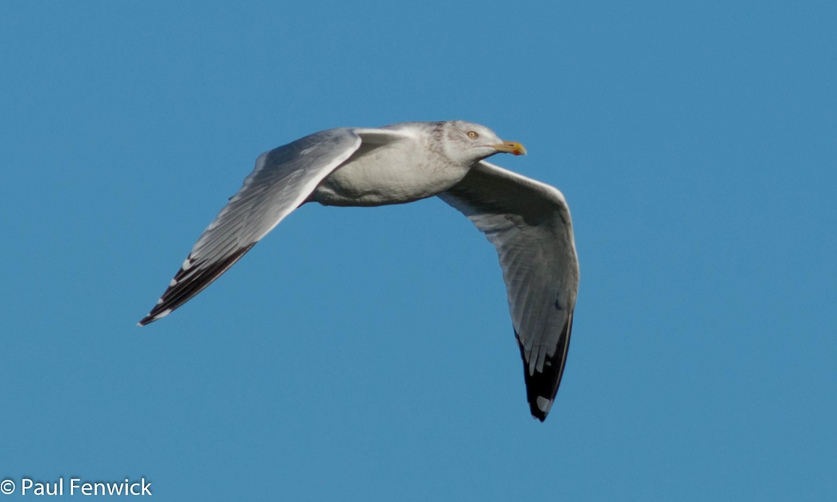 Herring Gull (American) - Paul Fenwick