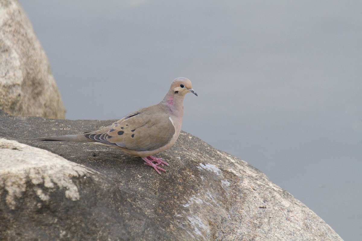 Mourning Dove - Heather Wolf