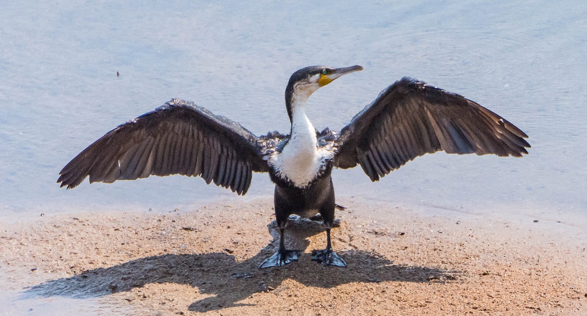 Great Cormorant (White-breasted) - ML84630511