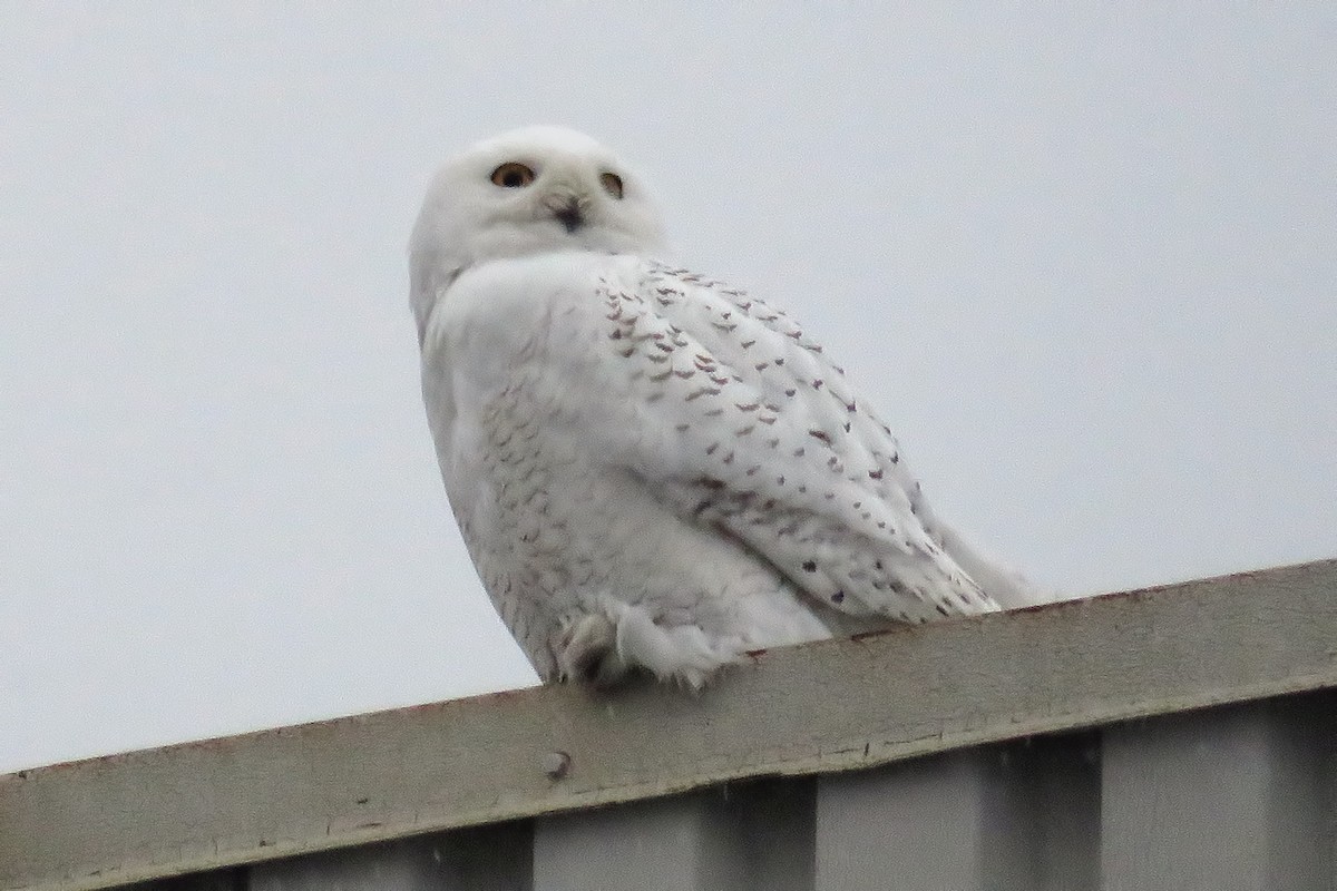 Snowy Owl - ML84631141