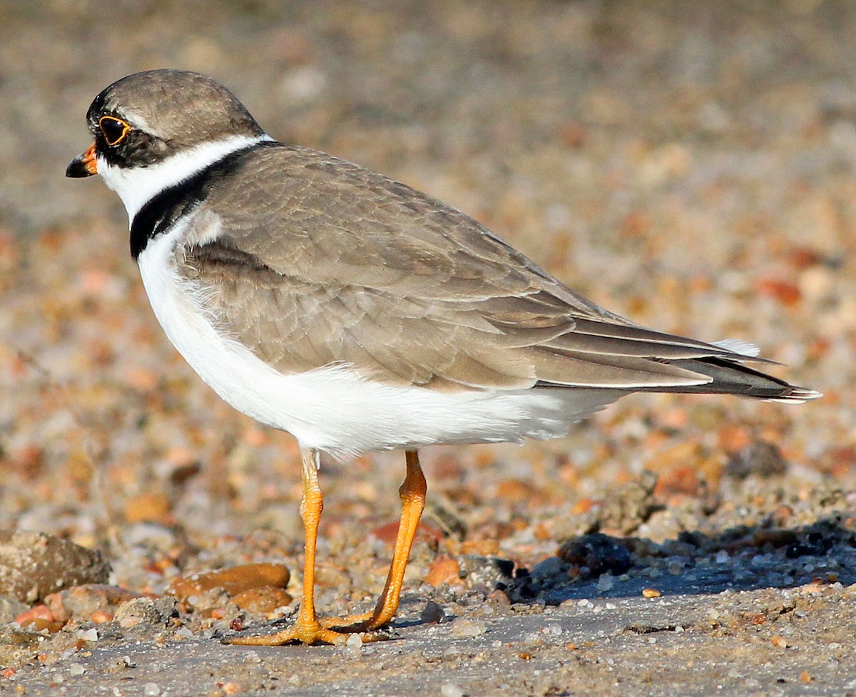 Semipalmated Plover - Tom Gannon