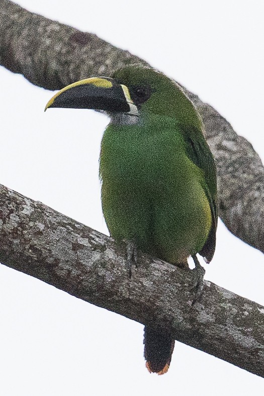 Southern Emerald-Toucanet (Santa Marta) - Eric VanderWerf