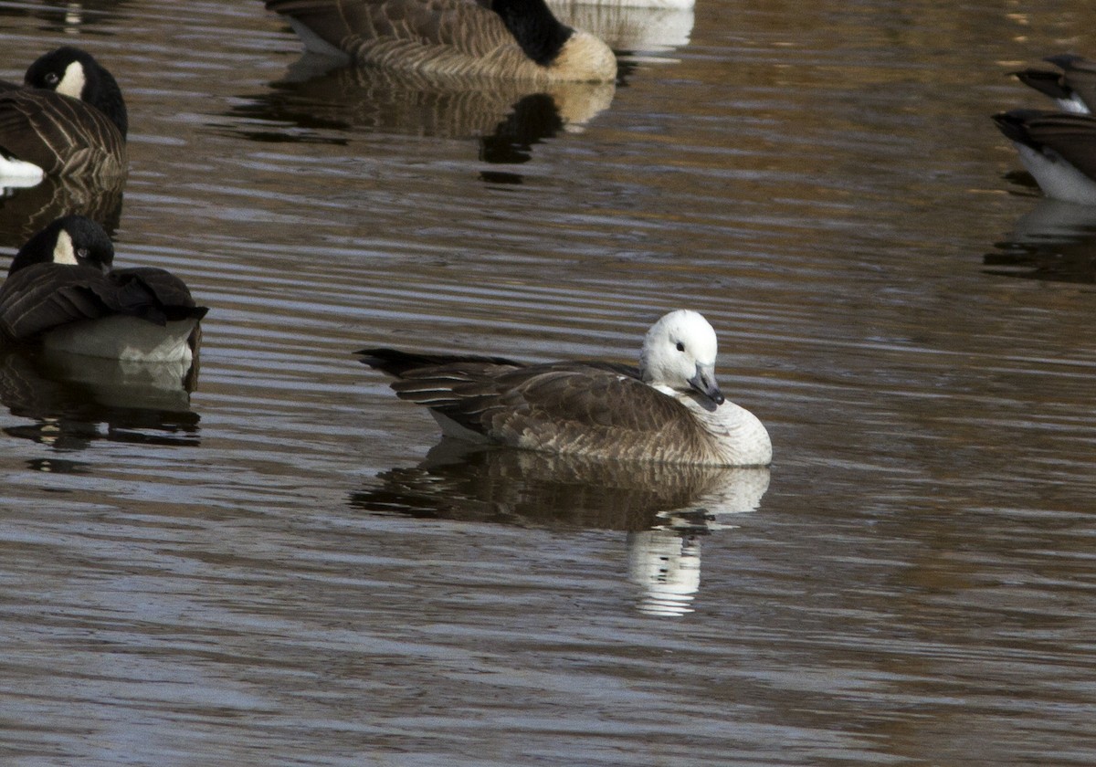 Snow x Cackling Goose (hybrid) - Richard Bunn