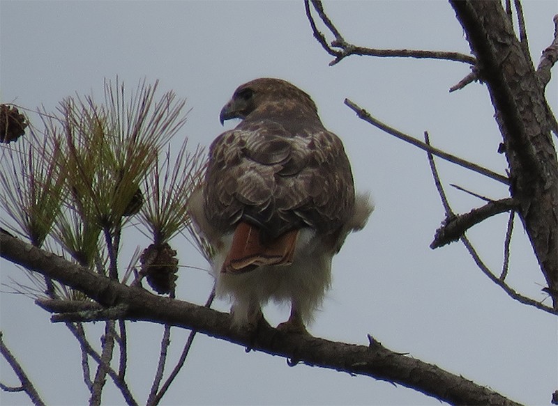 Red-tailed Hawk - Karen Lebing