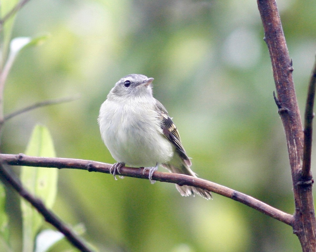 Buff-banded Tyrannulet - Andre Moncrieff