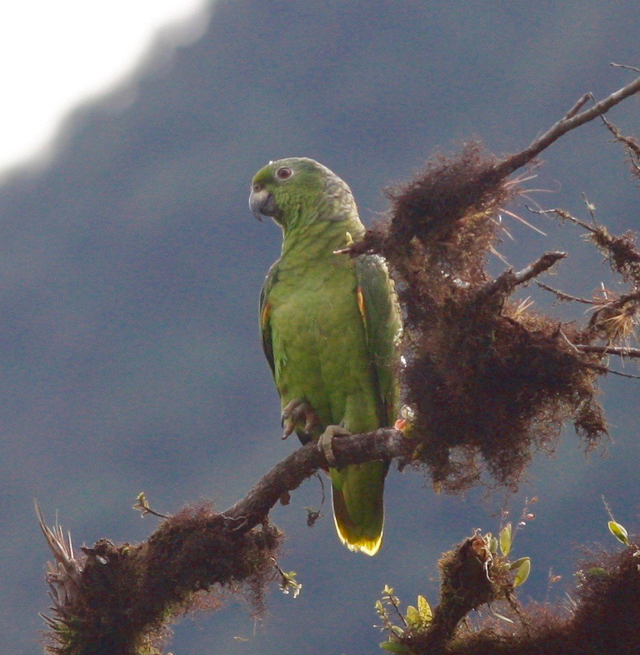 Scaly-naped Parrot - Andre Moncrieff