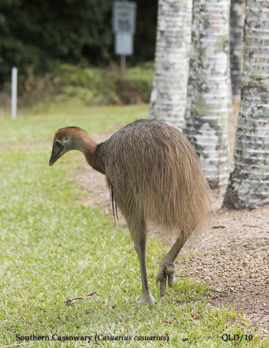 Southern Cassowary - Andrew Wood
