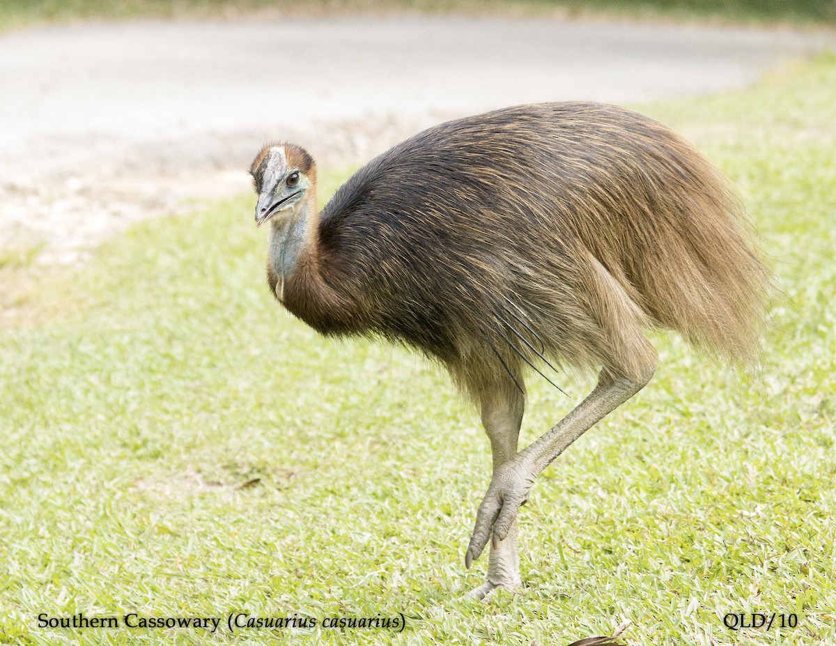 Southern Cassowary - Andrew Wood