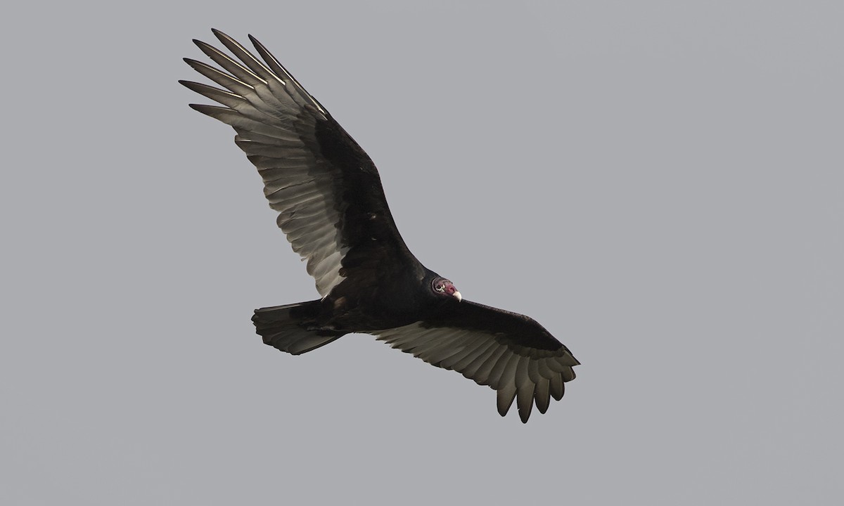 Turkey Vulture - ML84647141
