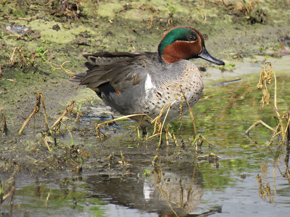 Green-winged Teal - ML84648701