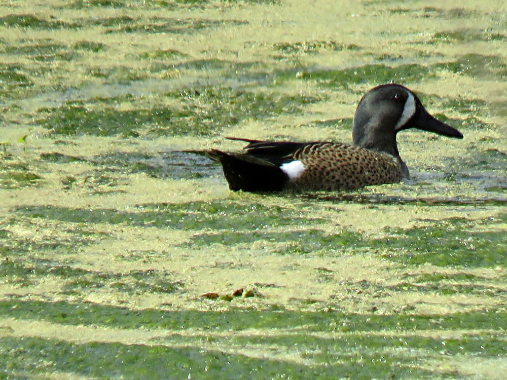 Blue-winged Teal - ML84648791