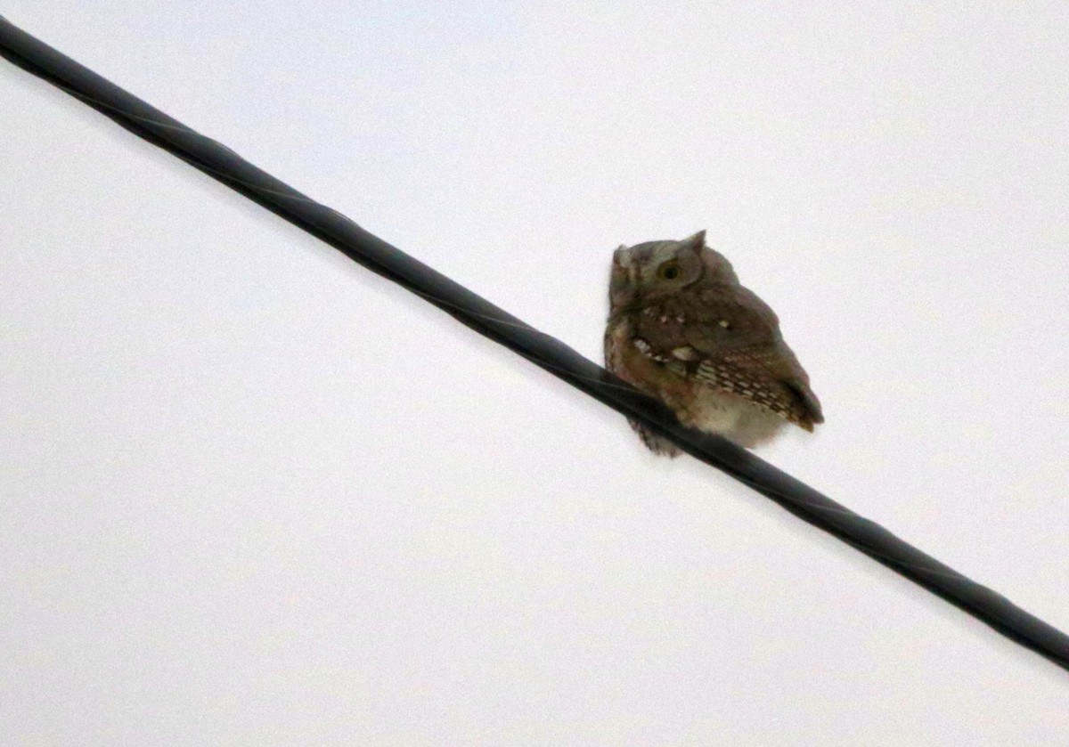 Eastern Screech-Owl - Matthew Brown