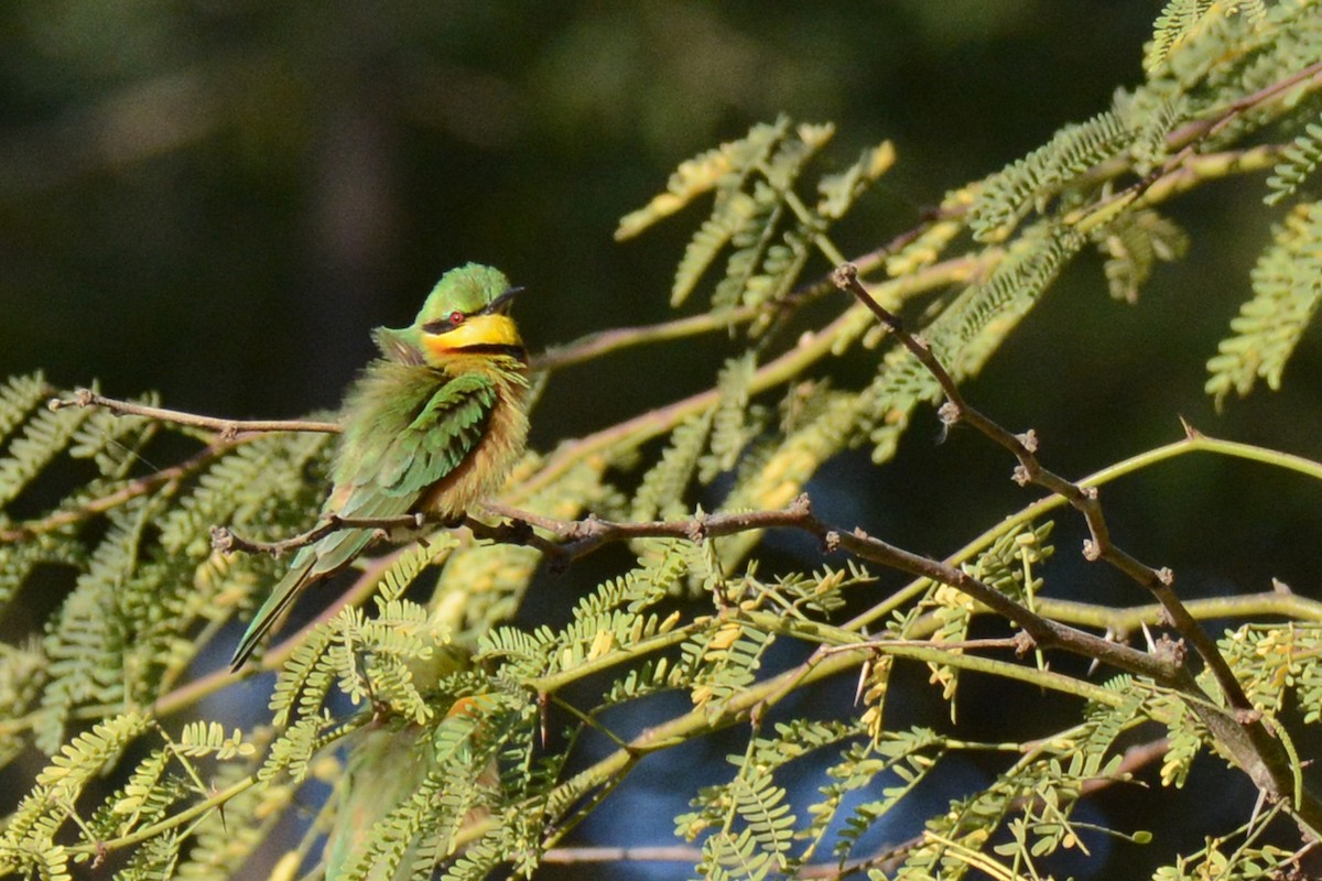 Little Bee-eater - ML84651661