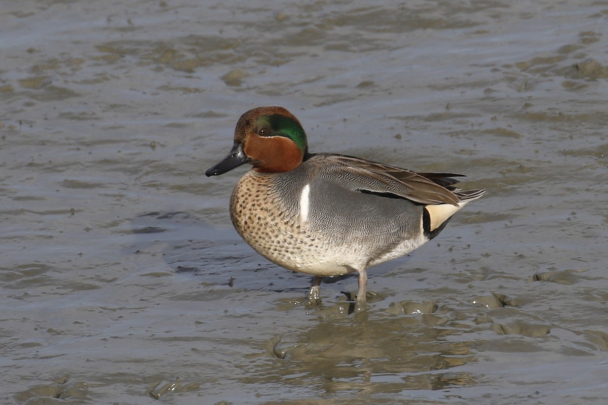 Green-winged Teal (American) - Donna Pomeroy