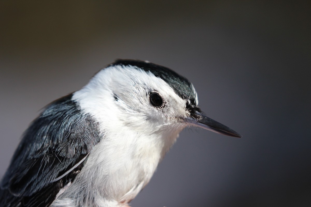 White-breasted Nuthatch - Jodhan Fine
