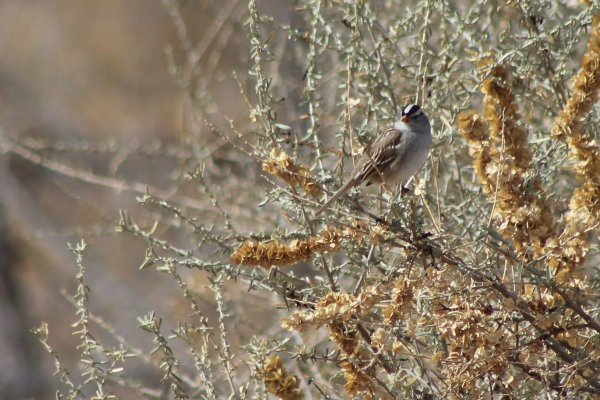 White-crowned Sparrow - ML84654241