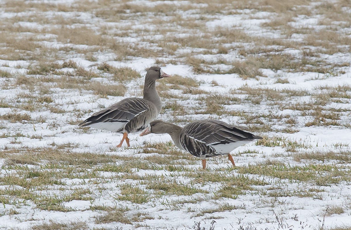 Greater White-fronted Goose - Ronnie d'Entremont