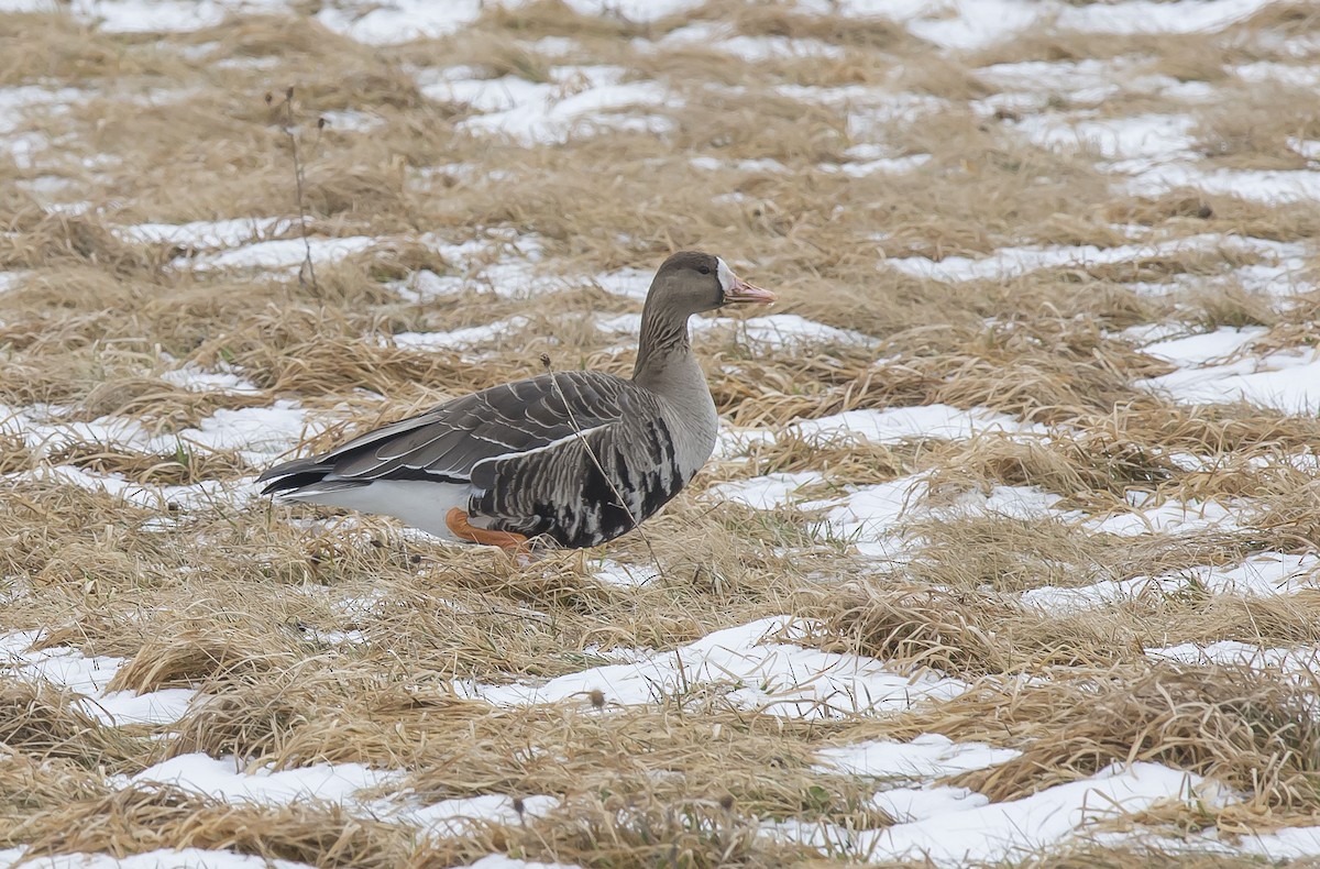 Greater White-fronted Goose - ML84654581
