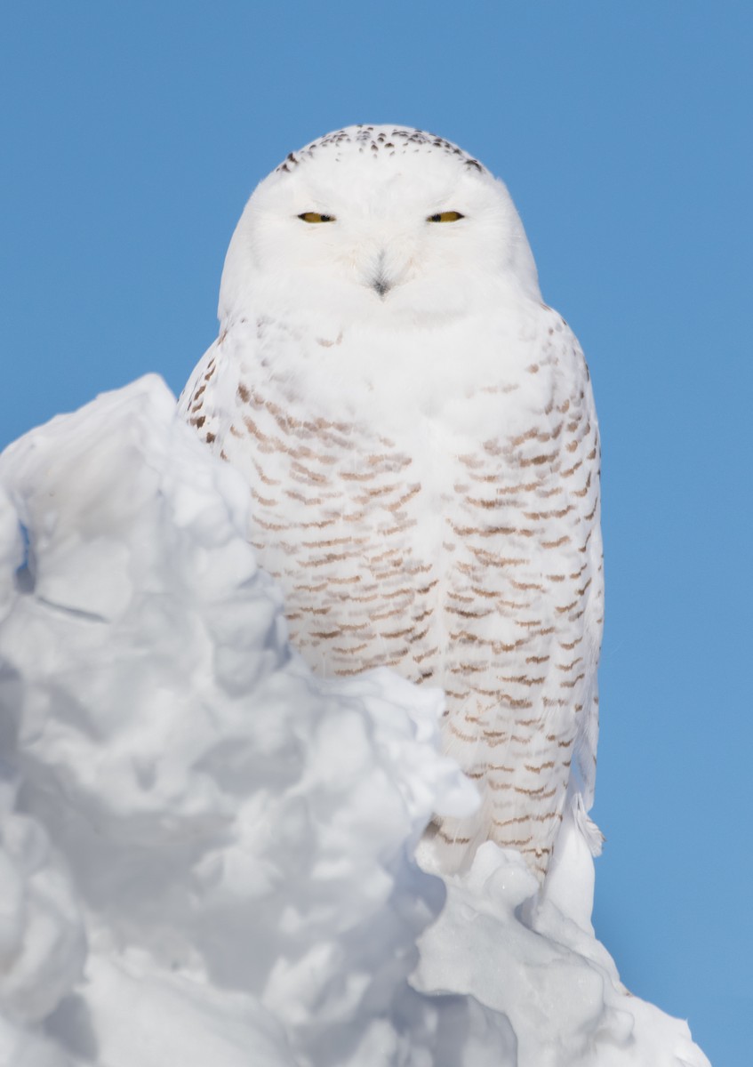 Snowy Owl - Justin Lawson