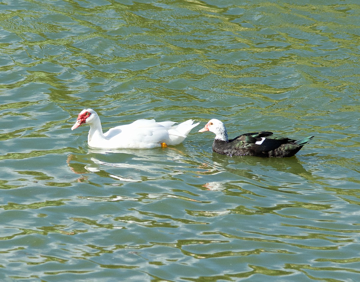 Muscovy Duck (Domestic type) - ML84658251