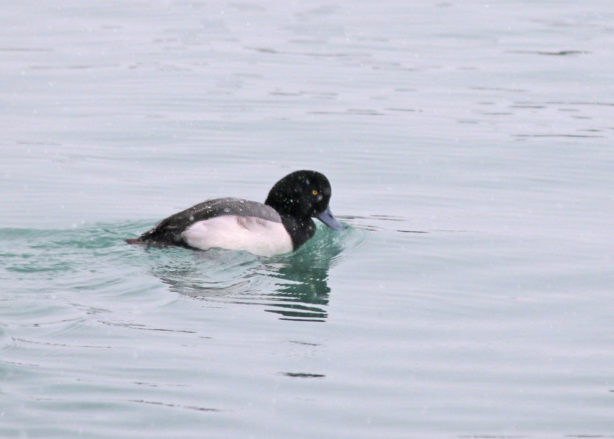 Greater Scaup - Andrew S. Aldrich
