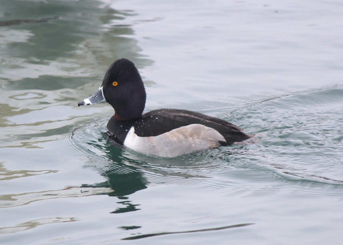 Ring-necked Duck - Siobhan Drysdale