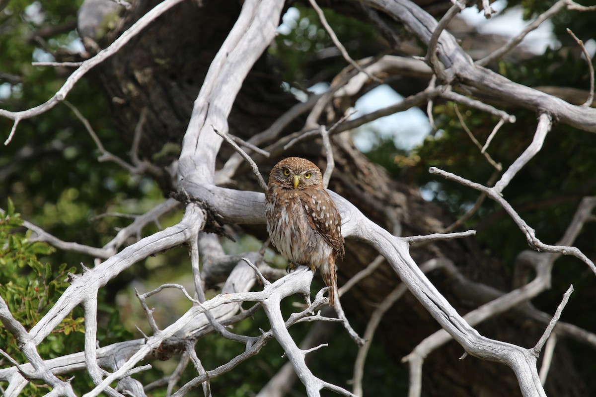 Austral Pygmy-Owl - Morgan Tingley