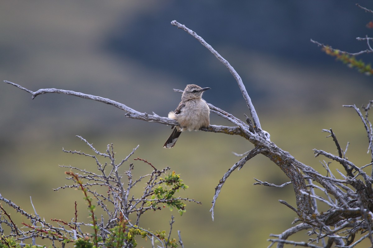 Patagonian Mockingbird - ML84659651