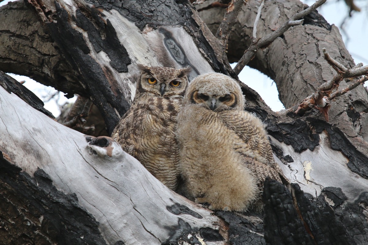 Lesser Horned Owl - ML84659901