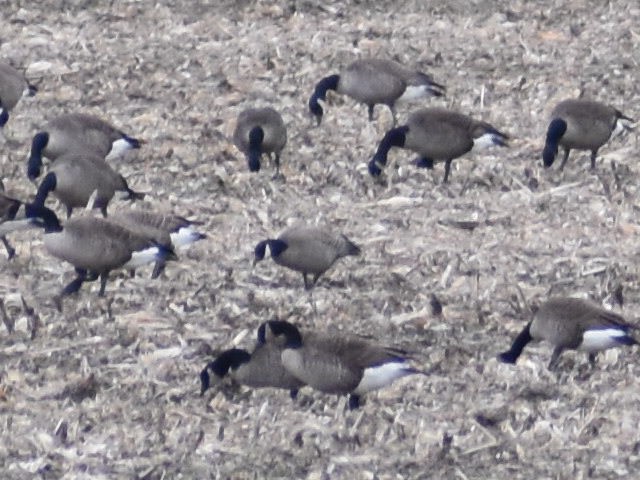 Cackling Goose (Richardson's) - ML84660201
