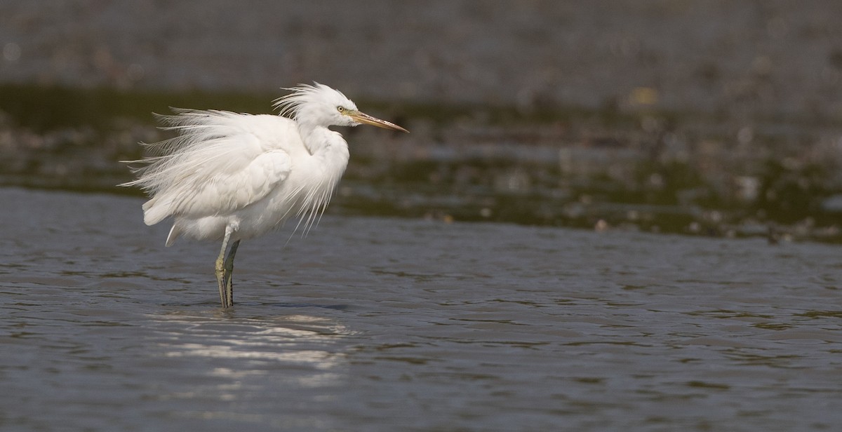 Chinese Egret - Ian Davies