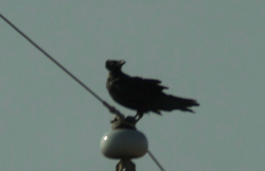 Chihuahuan Raven - ML84661951