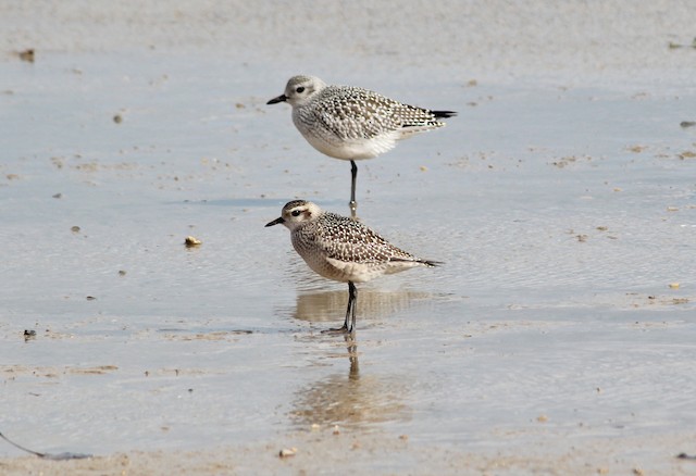 Possible confusion species: Black-bellied Plover (<em class="SciName notranslate">Pluvialis squatarola</em>). - American Golden-Plover - 