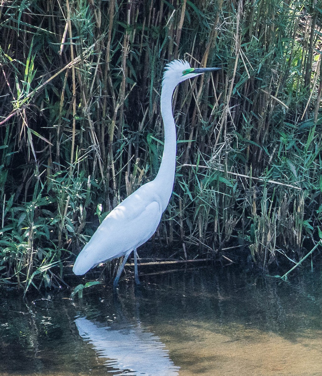 Great Egret (African) - Peggy Mundy