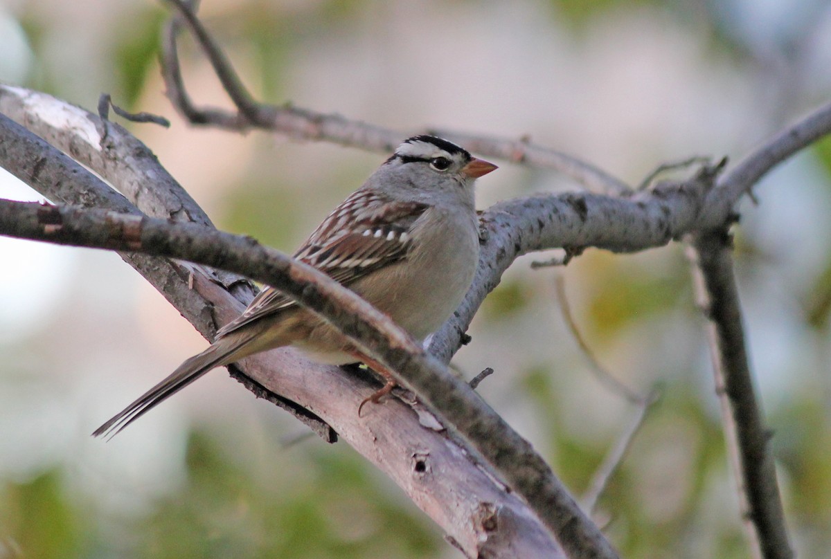 White-crowned Sparrow - ML84666981